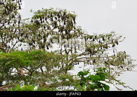 In giro su questo albero su un fiume nel centro dello Sri Lanka Foto Stock