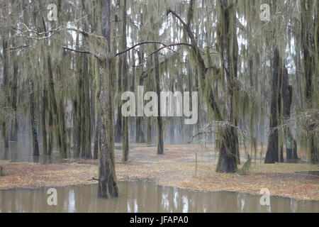 Caddo Lake State Park Texas nel tardo inverno Foto Stock