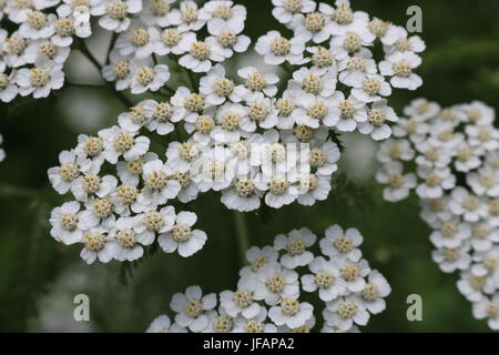 Boccola di achillea in piena fioritura in Fort Worth Giardino Botanico Foto Stock
