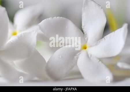 Macro shot di gelsomino arricciato o Tagar fiore del subcontinente indiano su sfondo bianco Foto Stock