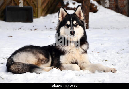 Siberian Husky giacente nella neve in Germania Foto Stock