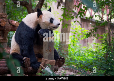 Panda gigante seduto su legno e guardando in lontananza, Chengdu, nella provincia di Sichuan, in Cina Foto Stock