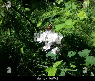 La Monarch su un roveto fiore Foto Stock