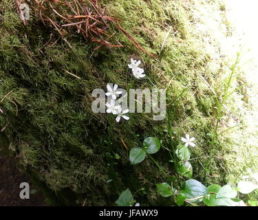 Di piccole dimensioni e di colore bianco fiori di bosco Foto Stock