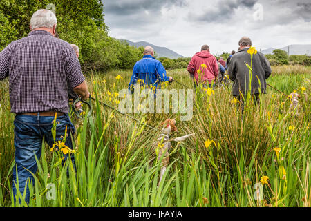 Drag Racing di suoneria con Brachetti, Cahersiveen, nella contea di Kerry Irlanda Foto Stock