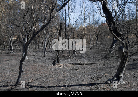 Un campo di olivi, accanto alla foresta, è stata rasa al suolo a causa di un grande incendio di foresta a Pedrogão Grande comune. Il Portogallo. Foto Stock