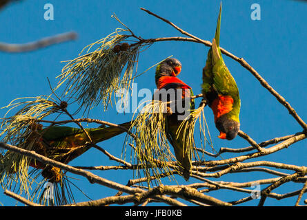 Rainbow parrocchetti sugli alberi a Byron Bay, Nuovo Galles del Sud, Australia. Foto Stock