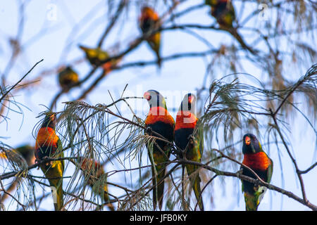 Rainbow parrocchetti sugli alberi a Byron Bay, Nuovo Galles del Sud, Australia. Foto Stock