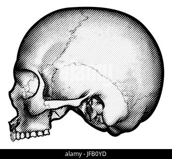 Cranio umano nel profilo laterale disegno in un vintage retrò xilografia incisa o stile inciso Foto Stock