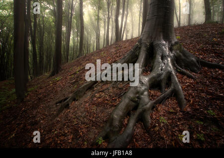 Radici di albero nella foresta di pioggia paesaggio Foto Stock