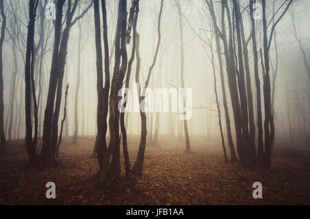 Alberi da foresta paesaggio in background di nebbia Foto Stock