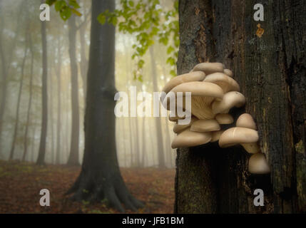I funghi sul tronco di albero nella foresta sul giorno di pioggia Foto Stock