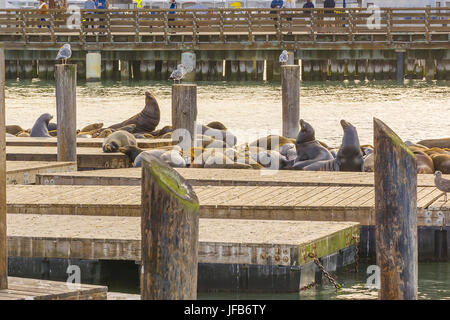 I leoni di mare sul Molo 39 Foto Stock