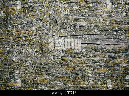 Il legno vecchio texture Foto Stock