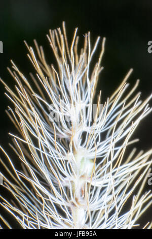 Macro shot di Hordeum Murinum Foto Stock