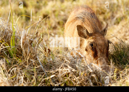 Warthog comune così nella sua erba Foto Stock