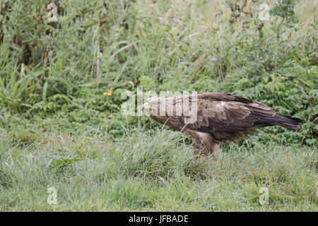 Lesser spotted eagle Foto Stock