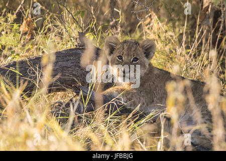 Lion cub (Pahnthera leo) Foto Stock