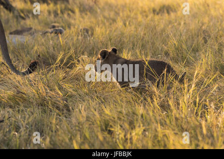 Lion cub (Panthera leo), Foto Stock