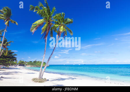 Spiaggia tropicale con palme di cocco Foto Stock