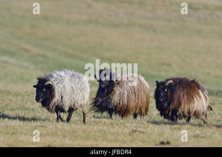 Grigio tedesco Heath Foto Stock