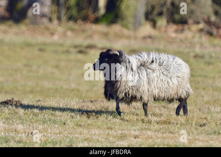 Grigio tedesco Heath Foto Stock