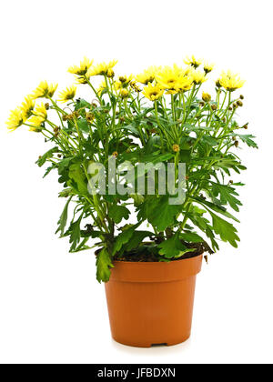 Fiori gialli in Pot Foto Stock