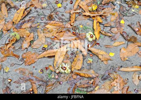 Autunno con castagne Foto Stock