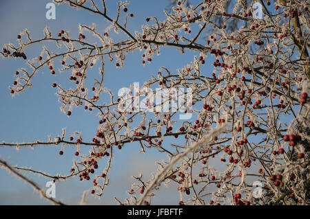 Crataegus monogyna, Biancospino, Frost White Foto Stock