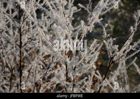 Cornus sanguinea, sanguinella, Frost White Foto Stock