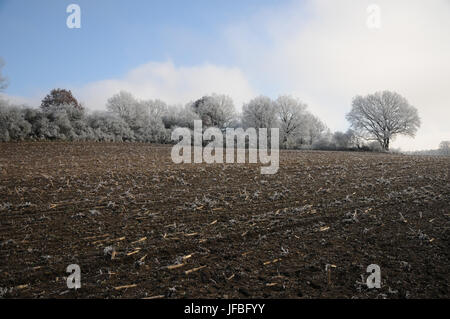 Zea mays, campo di mais, Frost White, nebbia Foto Stock