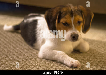 Cucciolo di Beagle Foto Stock