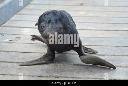 Cucciolo di foca Foto Stock
