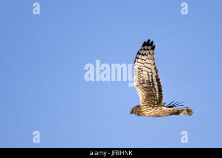 Northern Harrier femmina in volo Foto Stock