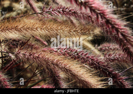 Close-up del seme-capi del mazzetto di erba, Pennisetum setaceum, illuminata dal sole e la piegatura nel vento; viola e colori dorati predominano. Foto Stock