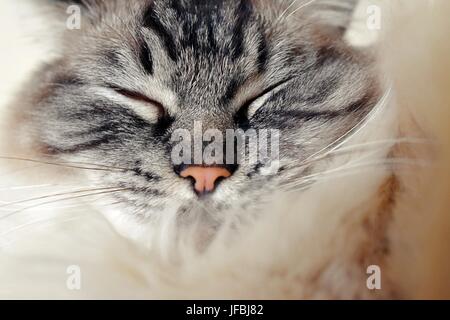 Sleeping Ragdoll seal tabby point Lynx. Foto Stock