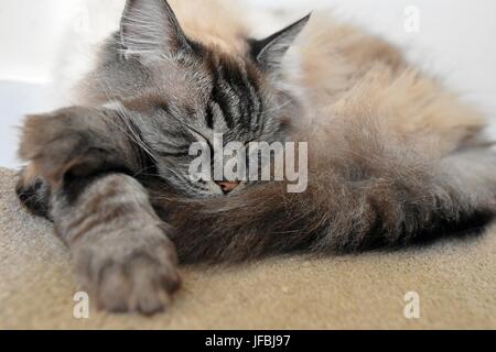 Sleeping Ragdoll seal tabby point Lynx. Foto Stock