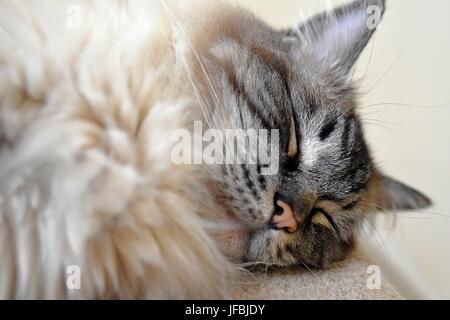 Sleeping Ragdoll seal tabby point Lynx. Foto Stock