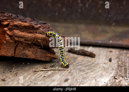 Bella caterpillar si insinua sul pezzo di vecchio legno marrone. Caterpillar del Vecchio Mondo a coda di rondine (Papilio machaon), una farfalla della famiglia Papilio Foto Stock