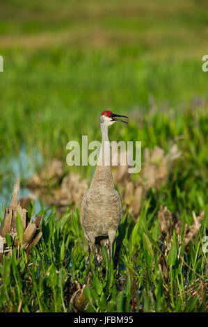 Sandhill gru Grus canadensis chiamando Viera Zone Umide Florida Foto Stock