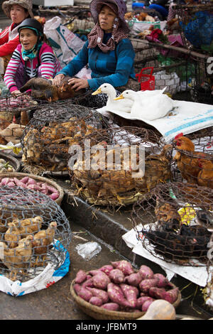 Pollame vivo per la vendita in Vietnam Foto Stock