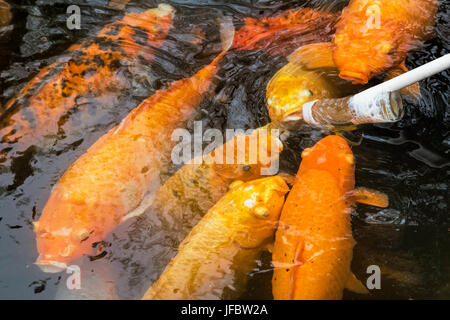 Alimentazione di Koi goldfish usando un biberon è molto popolare come forma di intrattenimento a Chengdu Cina Foto Stock