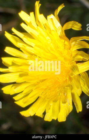 Macro colpo di dente di leone Foto Stock