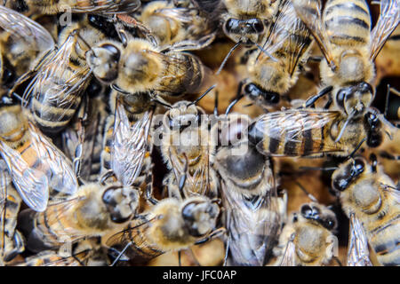 Fotografia macro di api. La danza del miele delle api. Api in un alveare su favi. Api mellifere sulla home apiario. La tecnologia di allevamento di miele essere Foto Stock