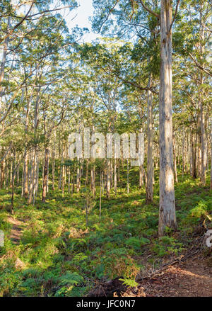 Pezzata luce attraverso il Boranup Karri ricrescita forestale sul fern pavimento rivestito in Leeuwin-Naturaliste Parco Nazionale, Regione di Margaret River Foto Stock