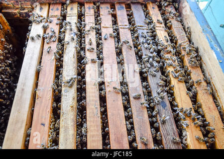 Open Bee hive. Doga con favo di miele nell'alveare. Le api strisciare lungo l'alveare. Il miele delle api Foto Stock