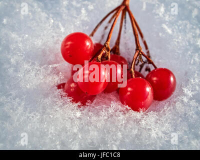 Le bacche rosse di un viburno-rose con la prima neve. Macro Foto Stock