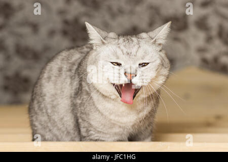 Scottish cat yawned diritta durante le riprese di ampia apre la sua bocca Foto Stock