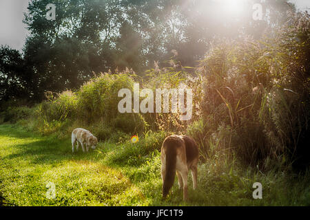 Cani Foto Stock