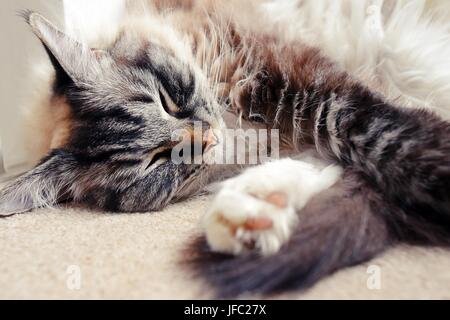 Sleeping Ragdoll seal tabby point Lynx. Foto Stock